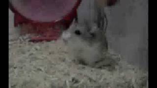 Video Thumbnail for Hamster dyno test