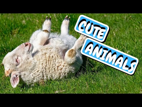 Cute Baby Animals | Cute Animal Videos