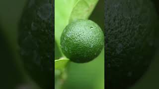 A LEMON BURST! #shorts #facts #viral #shots