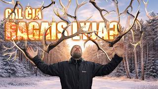 Ragų Pasiutpolkė Ir Negyvėliai Miške