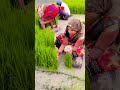 #wedding #song #marriage #marriage #geet #billu_funny_video #nehakelokgeet