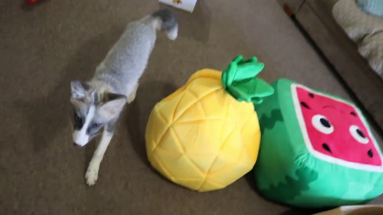 tyrone jose gonzales orama TYR got a new litter box