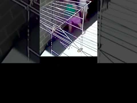 😱 Snake near the house! Mom saves children