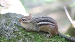 EASTERN CHIPMUNK calling - Ontario