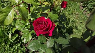 Прогулка по розарию, 1 часть. Конец июня - начало цветения роз. Кировская область