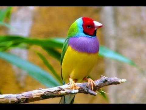  Warna  Warni Jenis  Burung  Finch Emprit Pipit Warnanya Wow 