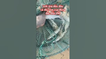 lưới thả đến đâu cá đối,tôm,cua đóngđặc đến đấy #tintuc #dongvat #tintucdoday #dulich #fishing #food