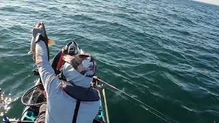 Lake Erie Walleye Trolling Using Dipsy Diver