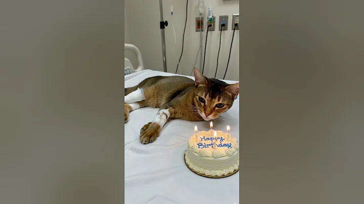 Video 11730201: abyssinian cat, cat kitten kitty meow, kittens kitty gatos