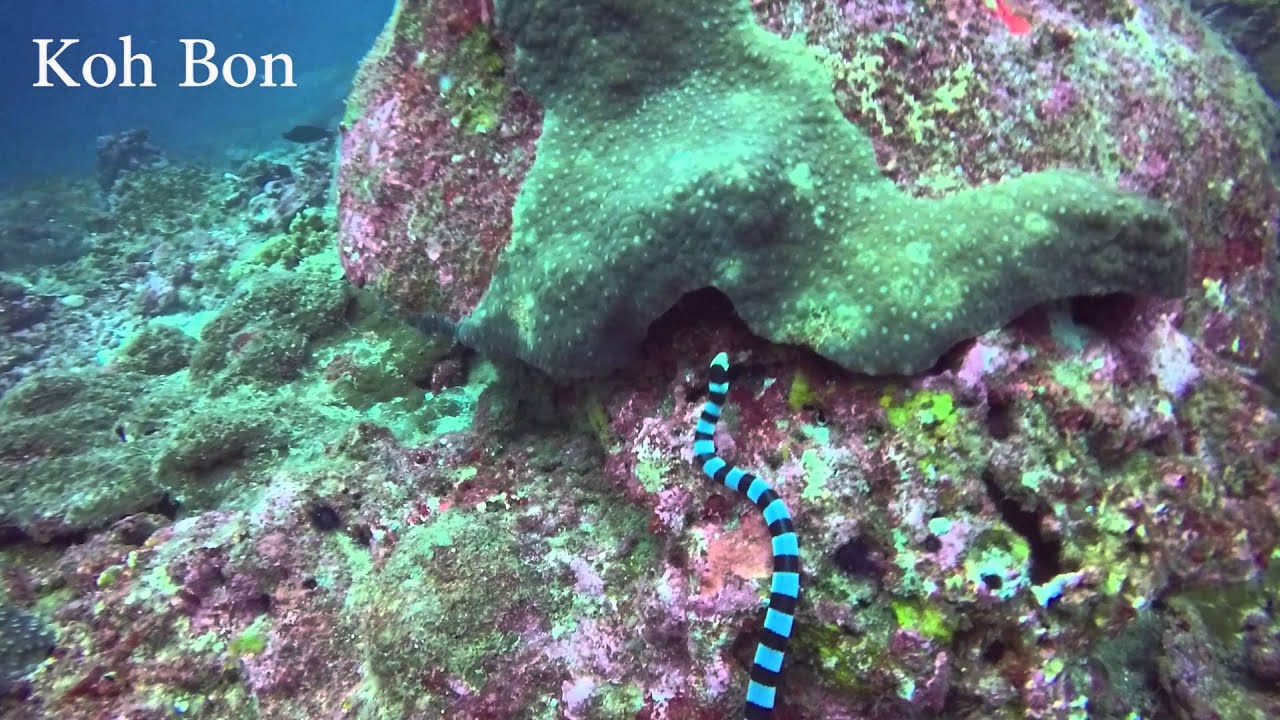 Diving the Andaman Sea YouTube