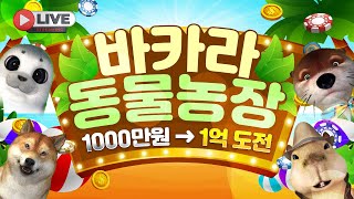 [바카라 생방송] 바카라 투모찌 귀요미커펭순 불금도 시원하게 수익보러 왔다규!! #바카라 #바카라실시간 #바카라생방송