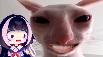Shylily React To UNUSUAL MEMES COMPILATION and Funny Cat Video Cats no with brain | Try Not to Laugh