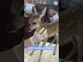 This Baby Deer Has Tragically Died... #animals #deer #babyanimals