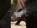Nace en Indonesia un bebé rinoceronte en peligro de extinción