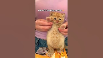 cats getting better at dancing 💃