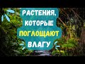 7 комнатных растений, которые поглощают лишнюю влагу