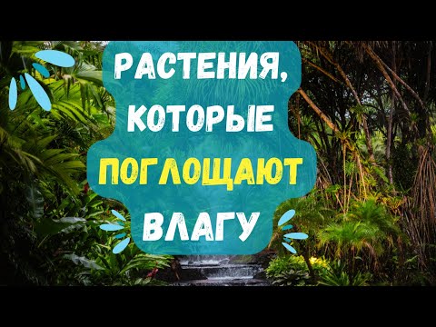 Видео: Комнатные растения, поглощающие влагу - Какие растения поглощают влагу