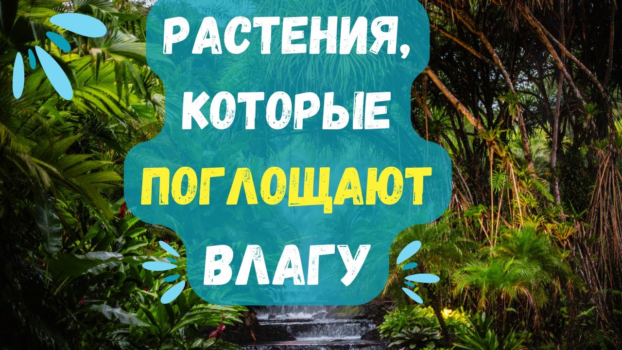7 комнатных растений, которые поглощают лишнюю влагу