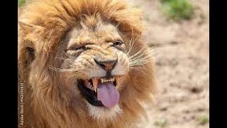 Lion SMS Ringtone [With Free Download Link]