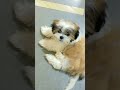 Try This Sound With Your Dog Dog Shihtzu Shihtzupuppy