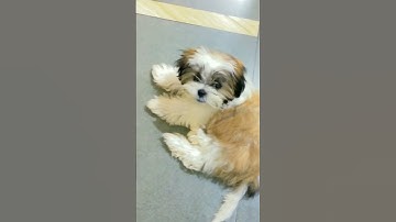 Thumbnail of try this sound with your dog 🐕 #dog #shihtzu #shihtzupuppy
