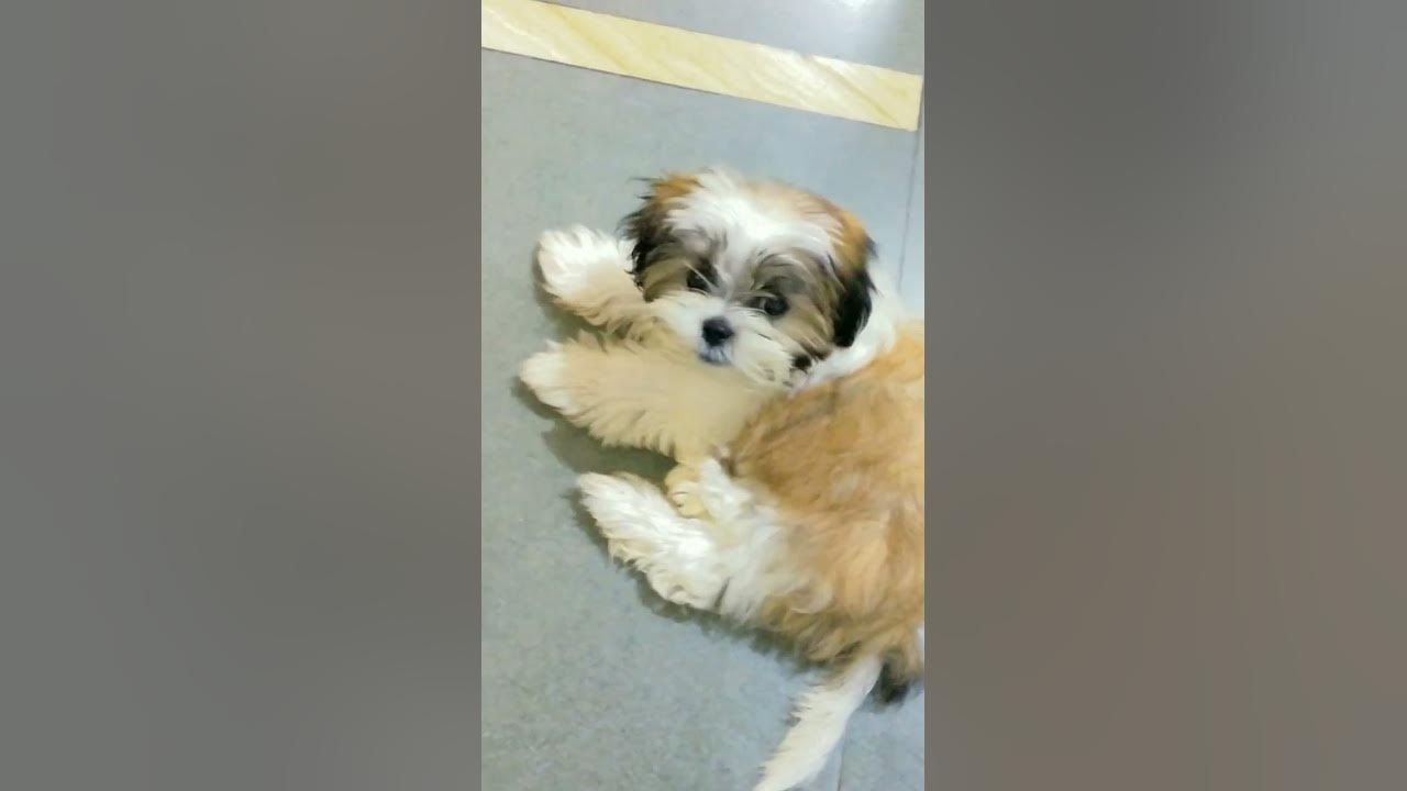 try this sound with your dog 🐕 #dog #shihtzu #shihtzupuppy