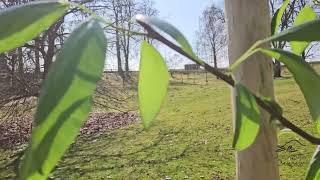 Populus purdomii topol Purdomův