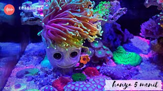 How I Maintain My Nano Reef Tank 10 gallon (No Skimmer)