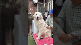 Lily リリー #greatpyrenees #todaysrunrun #グレートピレニーズ #今日のルンルン