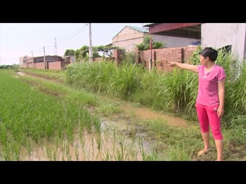 Video Ô nhiễm môi trường do xả thải chăn nuôi - youtube