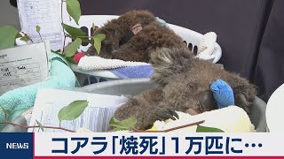 豪でコアラ１万匹死亡か