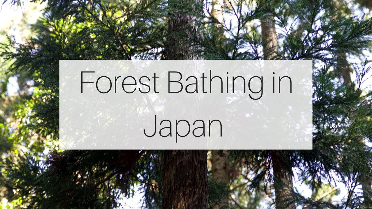Forest Bathing in Japan Our Experience YouTube