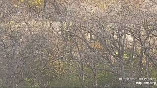 Decorah North Eagles, Working On Nest 10/21/24