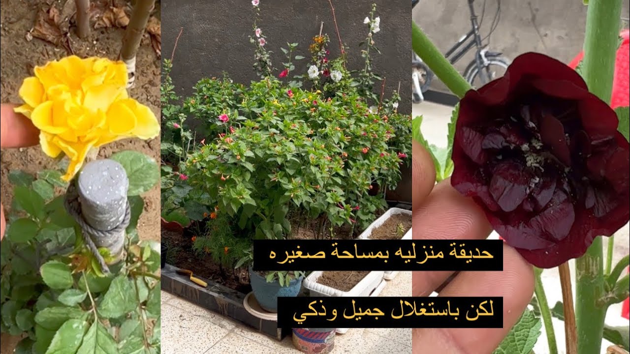 حديقة منزلية بمساحة صغيره لكن باستغلال جميل وذكي