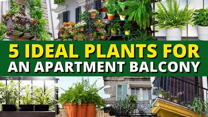 5 Ideal Plants for an Apartment Balcony 🌺🌸 Balcony Gardening Ideas ✨ - DayDayNews