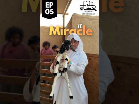 Umm Ma’bad’s Goat Miracle in Madinah: Retracing the Hijrah