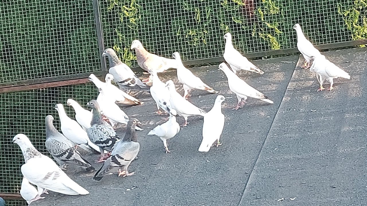 BARDZO MOCNY GOŁĄB MŁODY WSZEDŁ 🙉ROZMOWA Z WŁAŚCICIELEM 👌OGLĄDAJ FILM DO KONCA 💪