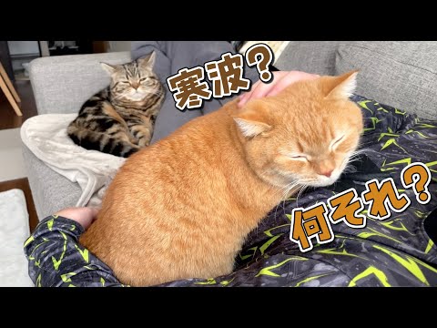 寒波到来でパパで暖をとろうと集まる猫たちが可愛い！