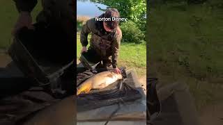#carpfishing #carp #fishing #monstercarp #fish #angling #fishinglife