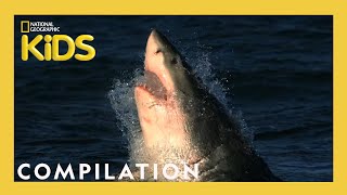 Things You Wanna Know 🐊 | 20 Minutes | Nat Geo Kids Compilation | @natgeokids by Nat Geo Kids 302,902 views 8 months ago 20 minutes