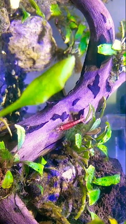 KEREN!! ||KEHIDUPAN DI DALAM AQUASCAPE|| #viral #shorts #aquascape