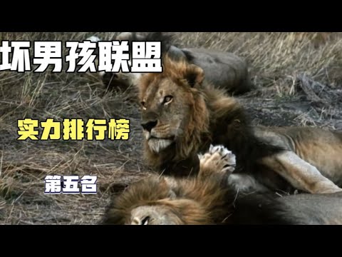 坏男孩联盟实力排名第五名，kinky tail 狮王影视独家分析整理