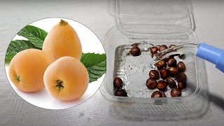 How to Grow Loquat fruit seeds (Eriobotrya japonica)