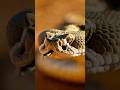 Road runner vs snake #snake #shorts #animals #fight