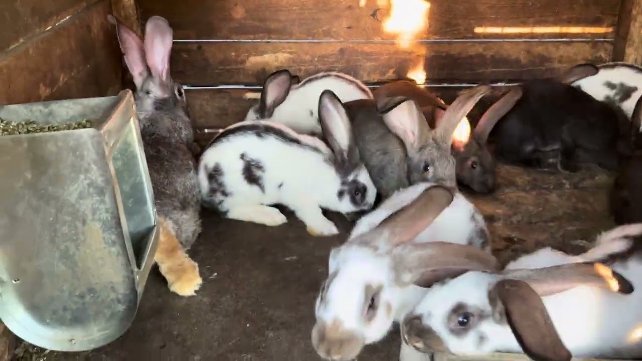Моё первое видео про кроликов, краткий видеообзор моего хозяйства #rabbit #bunny #кролики #животные 