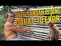 INI DIA MASTER PENJERAT HAMA MONYET LIAR - CERITA PETANI DI KALIMANTAN MENGHADAPI HAMA MONYET