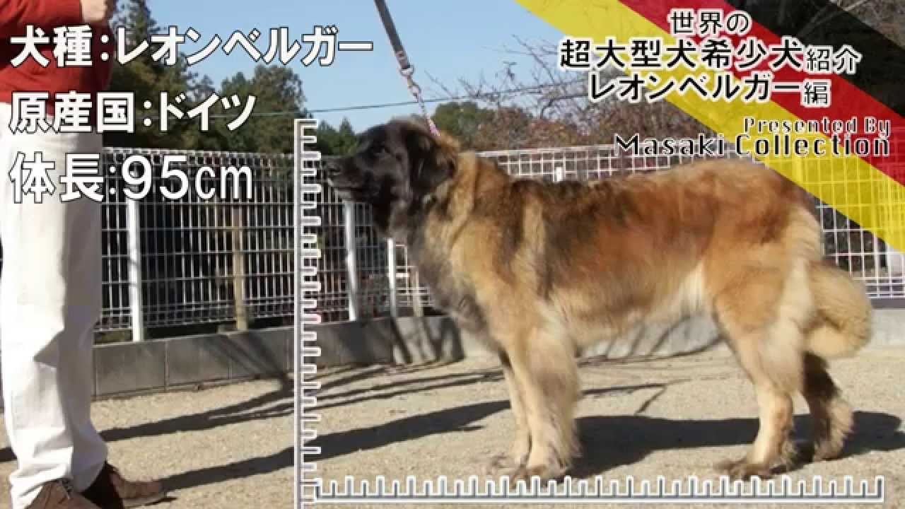 レオンベルガー 世界の超大型犬希少犬 Youtube