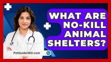 What Are No-Kill Animal Shelters? - PetGuide360.com