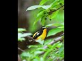 白眉姬鶲 Yellow-rumped Flycatcher #birds #wildlife #nature #birdingparadise #4k #animals #birdswatching