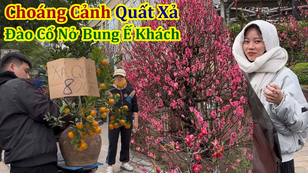 Choáng Cảnh Xuân Bính Ngọ 2026 - Quất Xả Ngập Phố Đào Cổ Nở Bung Ế Khách